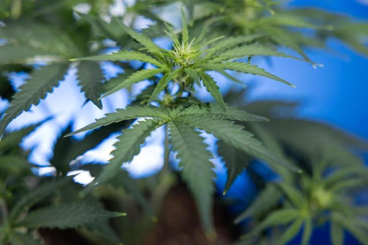 Watermelon Candy  Auto - Zamnesia x B&B. Week 4 - Watermelon Candy Automatic - Week 4/5 - Bloom