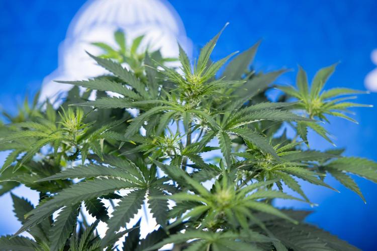 Watermelon Candy  Auto - Zamnesia x B&B. Week 4 - Watermelon Candy Automatic - Week 4/5 - Bloom