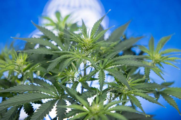 Watermelon Candy  Auto - Zamnesia x B&B. Week 4 - Watermelon Candy Automatic - Week 4/5 - Bloom