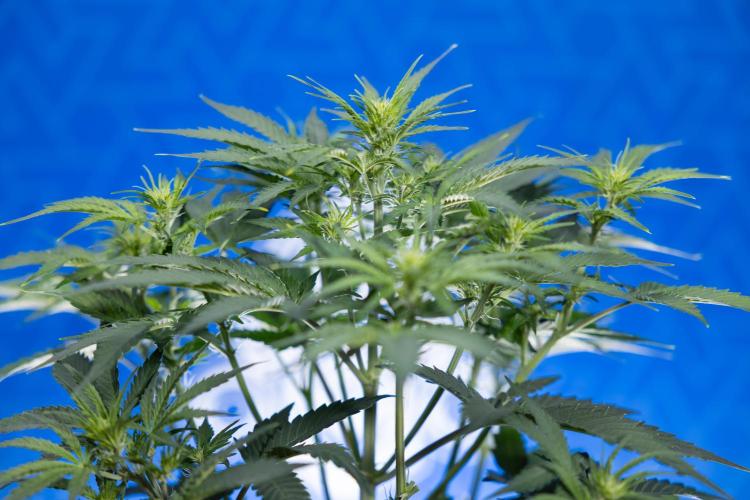 Watermelon Candy  Auto - Zamnesia x B&B. Week 4 - Watermelon Candy Automatic - Week 4/5 - Bloom