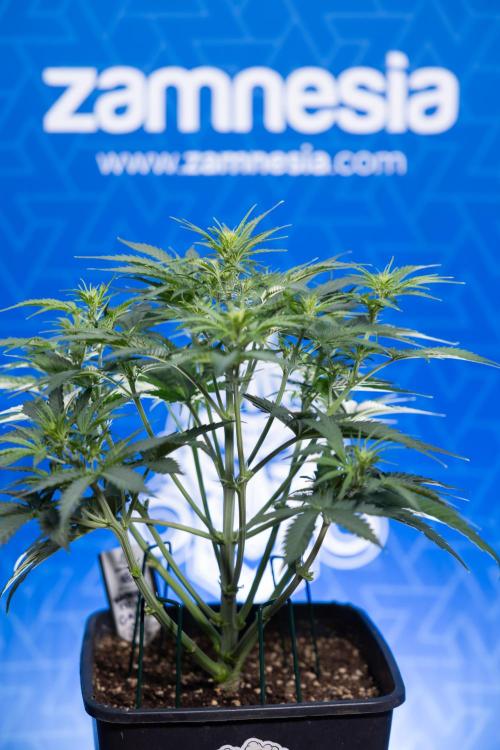 Watermelon Candy  Auto - Zamnesia x B&B. Week 4 - Watermelon Candy Automatic - Week 4/5 - Bloom