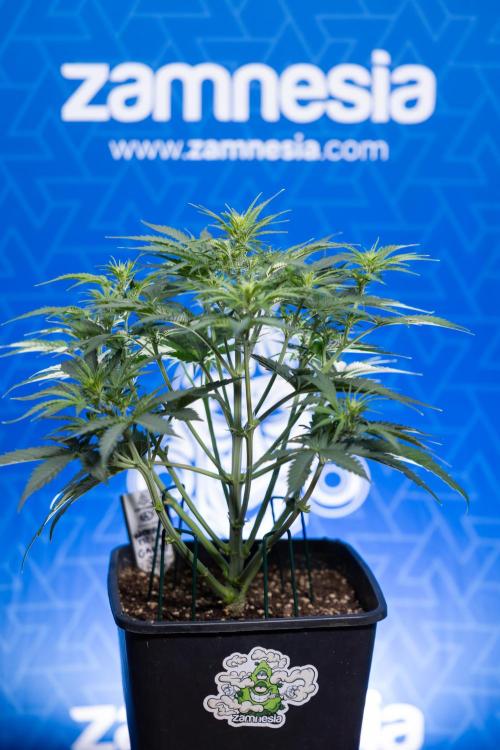 Watermelon Candy  Auto - Zamnesia x B&B. Week 4 - Watermelon Candy Automatic - Week 4/5 - Bloom