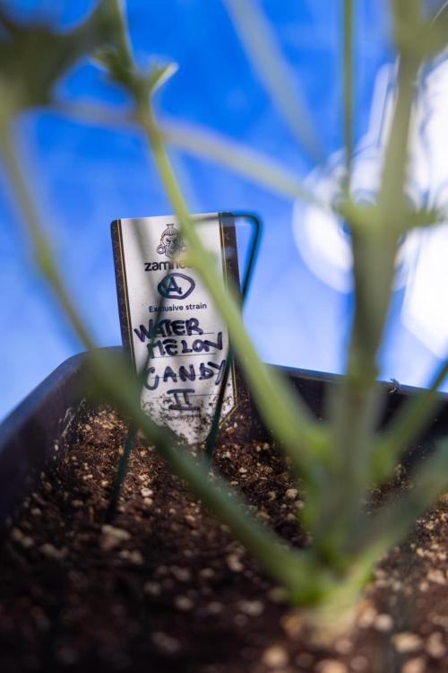 Watermelon Candy  Auto - Zamnesia x B&B. Week 4 - Watermelon Candy Automatic - Week 4/5 - Bloom