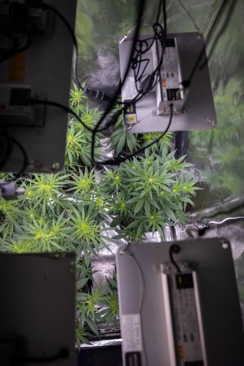 Watermelon Candy  Auto - Zamnesia x B&B. Week 4 - All Zamnesia Autoflowering Crew in the Grow Box