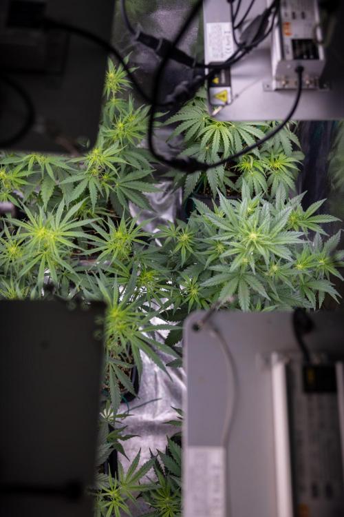 Watermelon Candy  Auto - Zamnesia x B&B. Week 4 - All Zamnesia Autoflowering Crew in the Grow Box