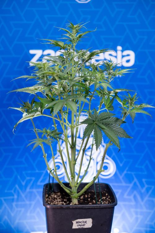 Monster Dwarf I Auto - Zamnesia x B&B. Week 4 - Monster Dwarf I - Week 4/5 - No Techniques