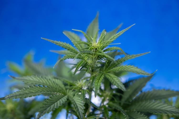 Monster Dwarf I Auto - Zamnesia x B&B. Week 4 - Monster Dwarf I - Week 4/5 - No Techniques