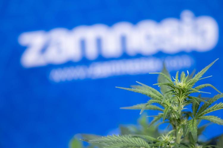 Monster Dwarf I Auto - Zamnesia x B&B. Week 4 - Monster Dwarf I - Week 4/5 - No Techniques