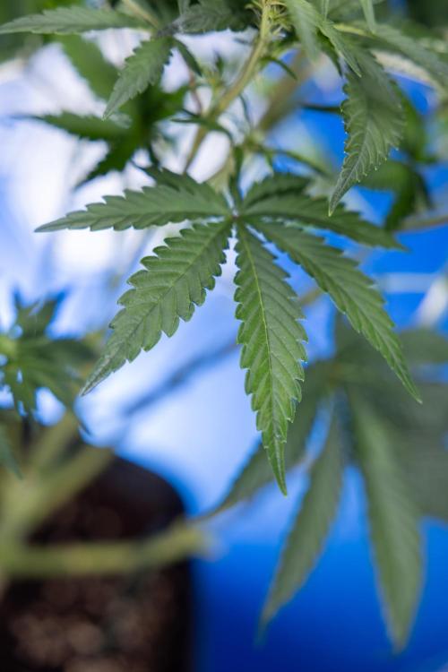 Monster Dwarf I Auto - Zamnesia x B&B. Week 4 - Monster Dwarf I - Week 4/5 - No Techniques