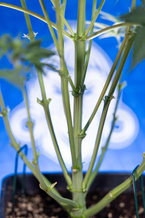 Monster Dwarf I Auto - Zamnesia x B&B. Week 4 - Monster Dwarf I - Week 4/5 - No Techniques