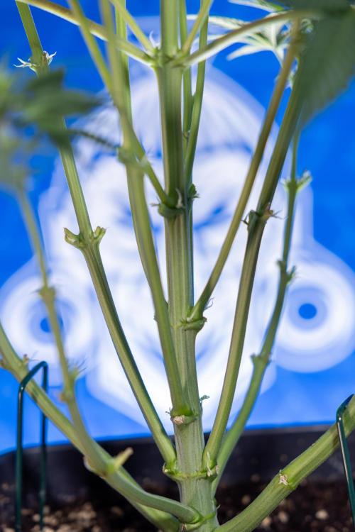 Monster Dwarf I Auto - Zamnesia x B&B. Week 4 - Monster Dwarf I - Week 4/5 - No Techniques