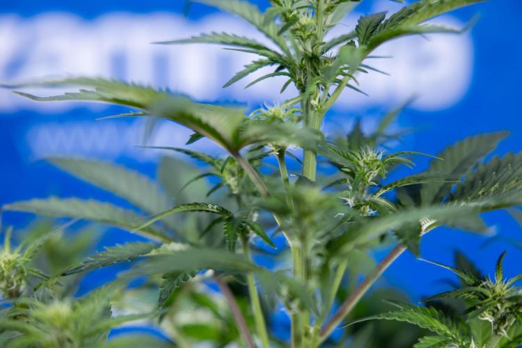 Monster Dwarf I Auto - Zamnesia x B&B. Week 4 - Monster Dwarf I - Week 4/5 - No Techniques