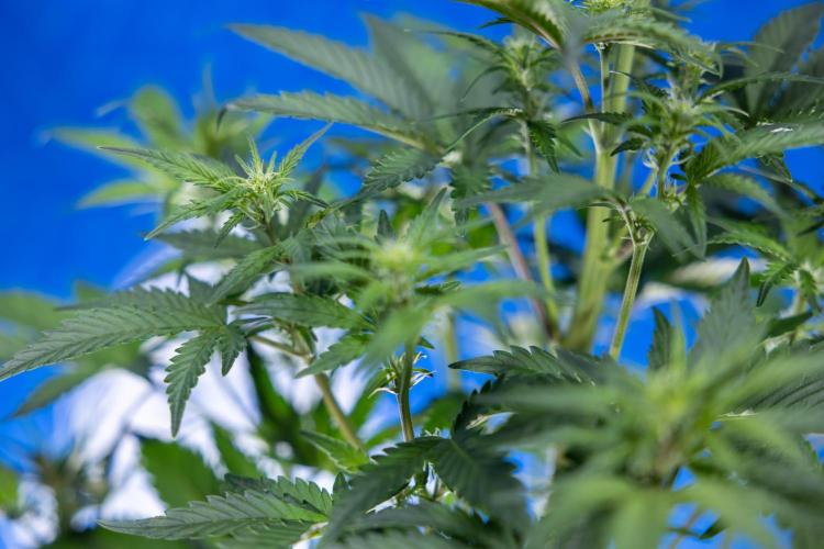 Monster Dwarf I Auto - Zamnesia x B&B. Week 4 - Monster Dwarf I - Week 4/5 - No Techniques