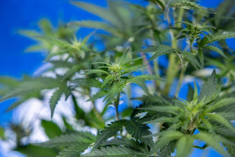 Monster Dwarf I Auto - Zamnesia x B&B. Week 4 - Monster Dwarf I - Week 4/5 - No Techniques