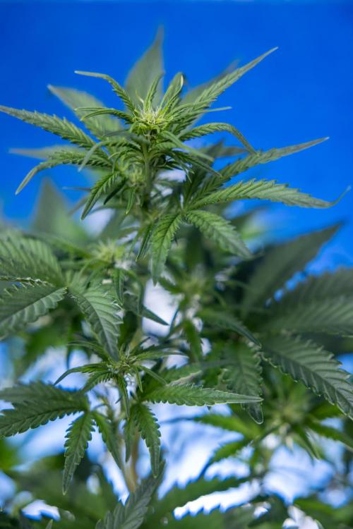 Monster Dwarf I Auto - Zamnesia x B&B. Week 4 - Monster Dwarf I - Week 4/5 - No Techniques