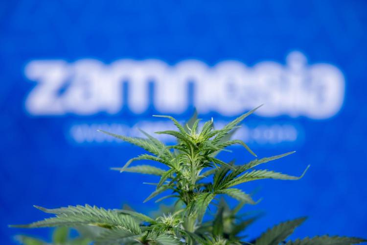 Monster Dwarf I Auto - Zamnesia x B&B. Week 4 - Monster Dwarf I - Week 4/5 - No Techniques