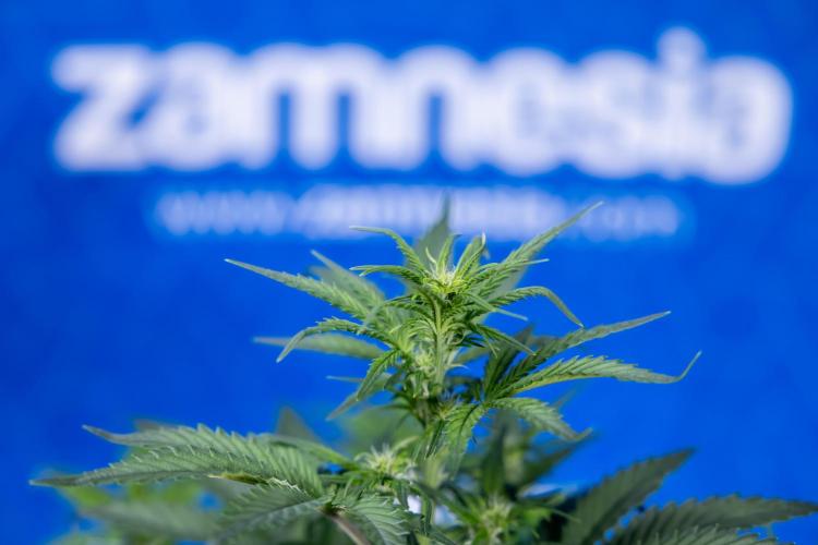 Monster Dwarf I Auto - Zamnesia x B&B. Week 4 - Monster Dwarf I - Week 4/5 - No Techniques