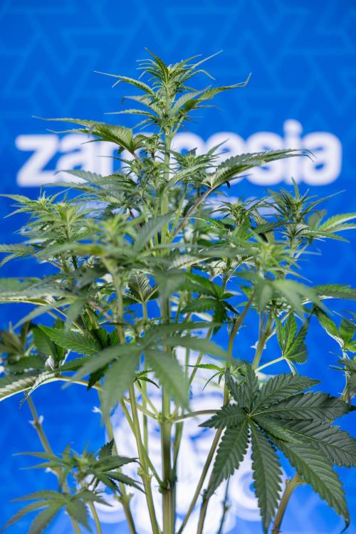 Monster Dwarf I Auto - Zamnesia x B&B. Week 4 - Monster Dwarf I - Week 4/5 - No Techniques