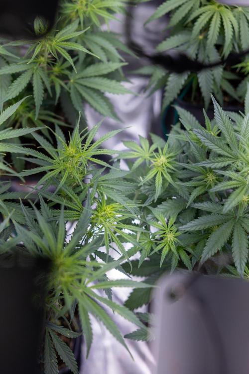 Monster Dwarf I Auto - Zamnesia x B&B. Week 4 - All Autoflowering Zamnesia Crew