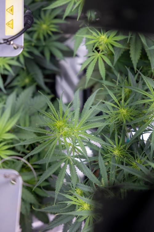 Monster Dwarf I Auto - Zamnesia x B&B. Week 4 - All Autoflowering Zamnesia Crew