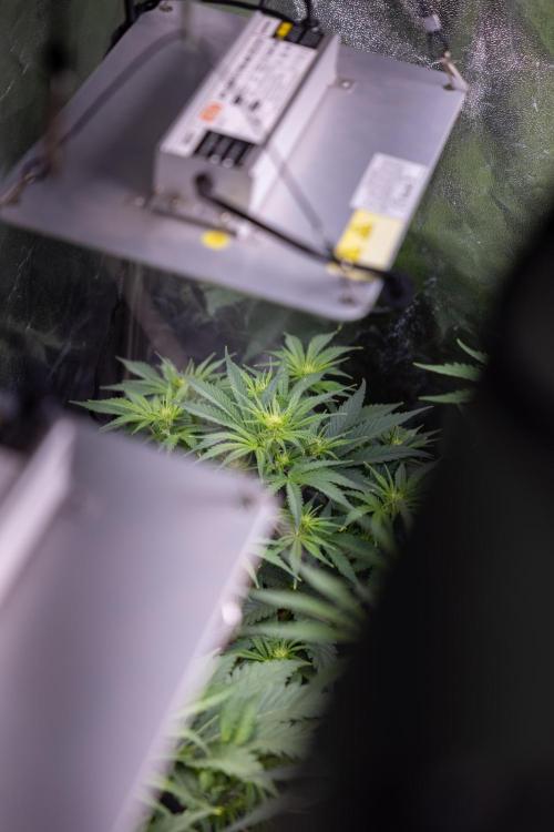 Monster Dwarf I Auto - Zamnesia x B&B. Week 4 - All Autoflowering Zamnesia Crew