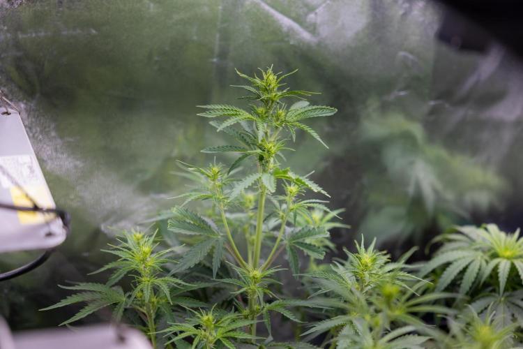 Monster Dwarf I Auto - Zamnesia x B&B. Week 4 - All Autoflowering Zamnesia Crew