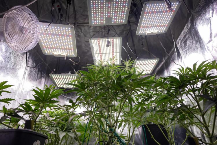 Monster Dwarf I Auto - Zamnesia x B&B. Week 4 - All Autoflowering Zamnesia Crew