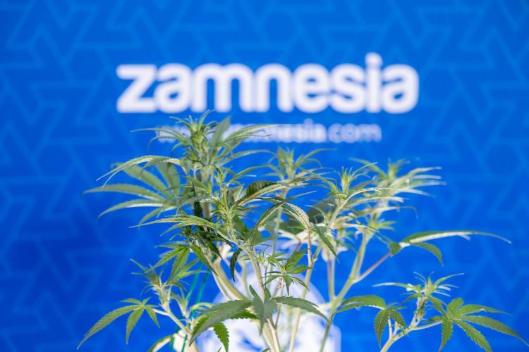 Monster Dwarf II Auto - Zamnesia x B&B. Week 4 - Monster Dwarf Automatic 2 - LST - Week 4/5 - Bloom