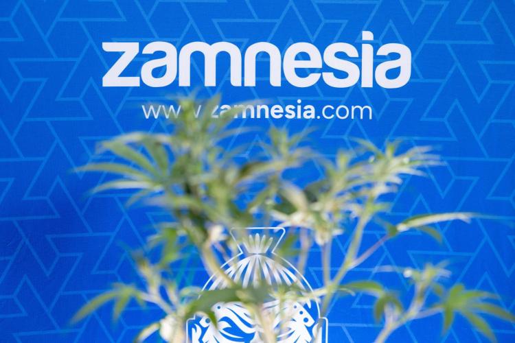 Monster Dwarf II Auto - Zamnesia x B&B. Week 4 - Monster Dwarf Automatic 2 - LST - Week 4/5 - Bloom