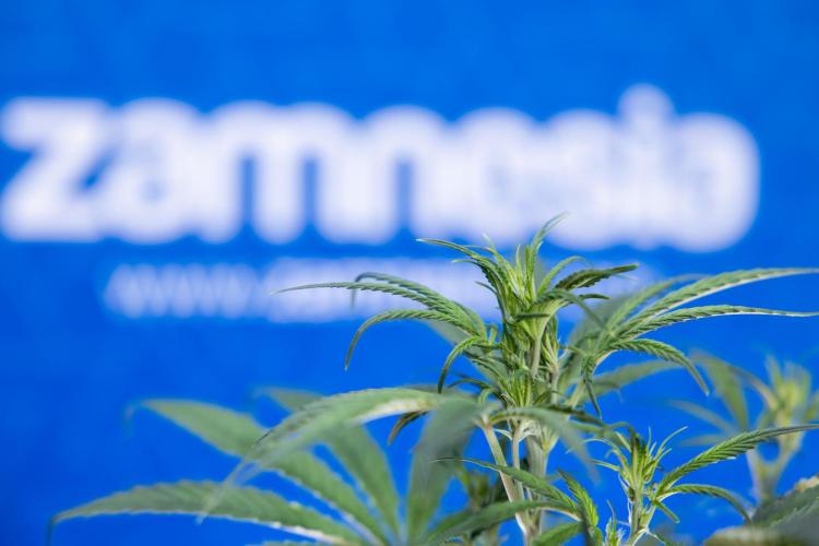 Monster Dwarf II Auto - Zamnesia x B&B. Week 4 - Monster Dwarf Automatic 2 - LST - Week 4/5 - Bloom