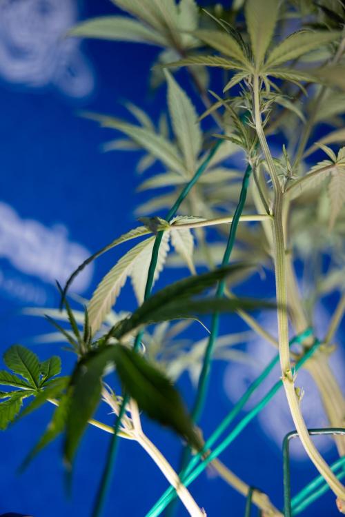 Monster Dwarf II Auto - Zamnesia x B&B. Week 4 - Monster Dwarf Automatic 2 - LST - Week 4/5 - Bloom