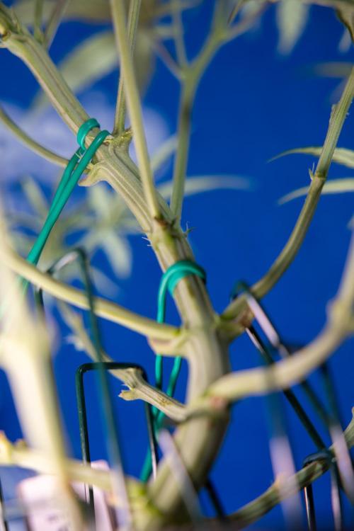 Monster Dwarf II Auto - Zamnesia x B&B. Week 4 - Monster Dwarf Automatic 2 - LST - Week 4/5 - Bloom