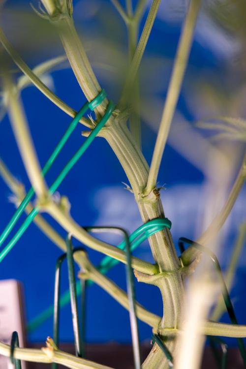 Monster Dwarf II Auto - Zamnesia x B&B. Week 4 - Monster Dwarf Automatic 2 - LST - Week 4/5 - Bloom