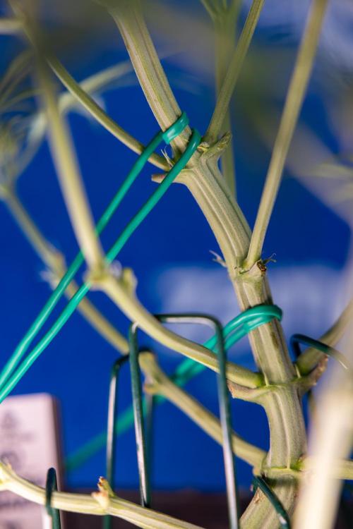 Monster Dwarf II Auto - Zamnesia x B&B. Week 4 - Monster Dwarf Automatic 2 - LST - Week 4/5 - Bloom