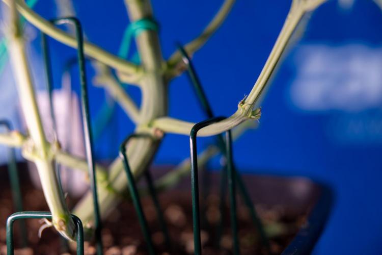 Monster Dwarf II Auto - Zamnesia x B&B. Week 4 - Monster Dwarf Automatic 2 - LST - Week 4/5 - Bloom