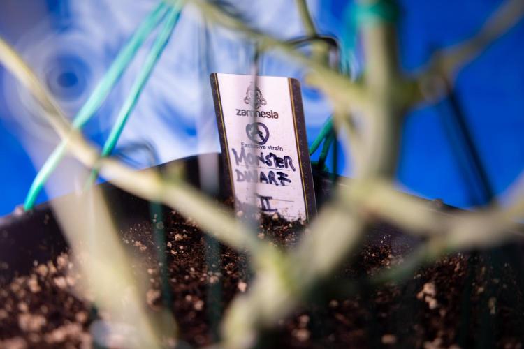 Monster Dwarf II Auto - Zamnesia x B&B. Week 4 - Monster Dwarf Automatic 2 - LST - Week 4/5 - Bloom