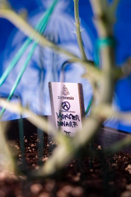 Monster Dwarf II Auto - Zamnesia x B&B. Week 4 - Monster Dwarf Automatic 2 - LST - Week 4/5 - Bloom