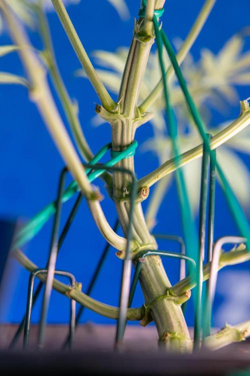 Monster Dwarf II Auto - Zamnesia x B&B. Week 4 - Monster Dwarf Automatic 2 - LST - Week 4/5 - Bloom