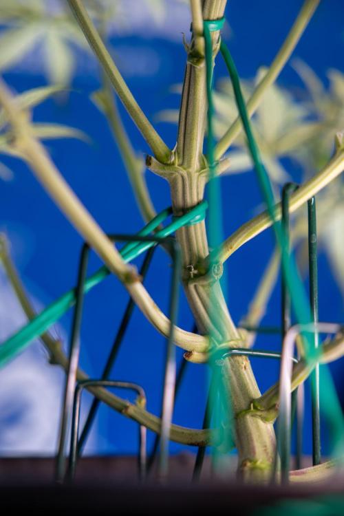 Monster Dwarf II Auto - Zamnesia x B&B. Week 4 - Monster Dwarf Automatic 2 - LST - Week 4/5 - Bloom