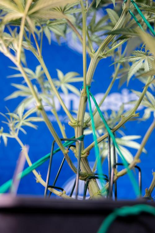 Monster Dwarf II Auto - Zamnesia x B&B. Week 4 - Monster Dwarf Automatic 2 - LST - Week 4/5 - Bloom