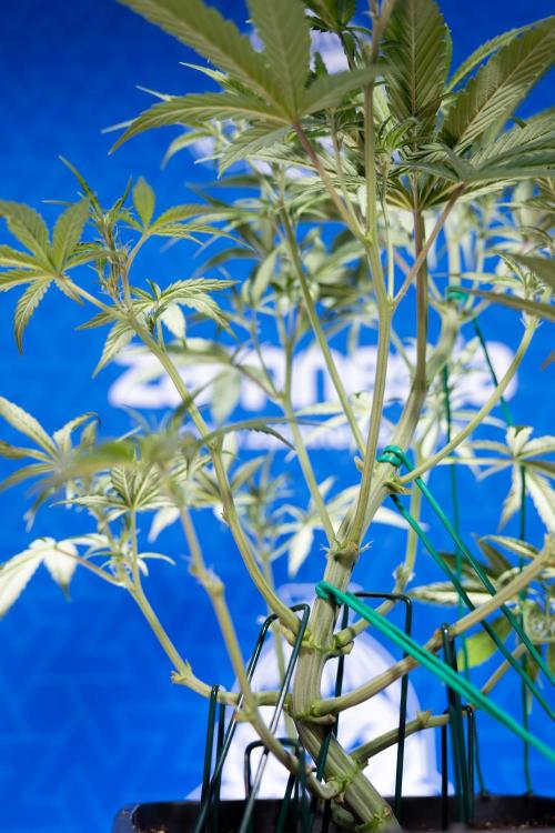 Monster Dwarf II Auto - Zamnesia x B&B. Week 4 - Monster Dwarf Automatic 2 - LST - Week 4/5 - Bloom