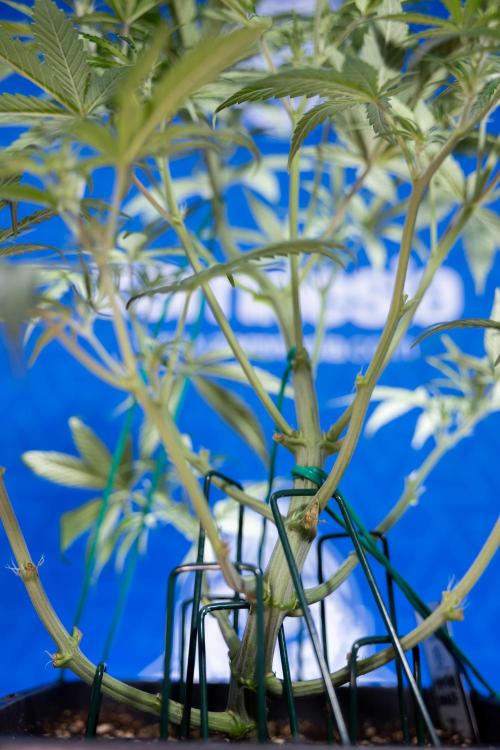 Monster Dwarf II Auto - Zamnesia x B&B. Week 4 - Monster Dwarf Automatic 2 - LST - Week 4/5 - Bloom