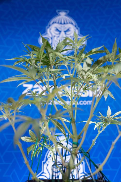 Monster Dwarf II Auto - Zamnesia x B&B. Week 4 - Monster Dwarf Automatic 2 - LST - Week 4/5 - Bloom