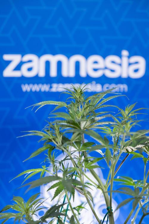 Monster Dwarf II Auto - Zamnesia x B&B. Week 4 - Monster Dwarf Automatic 2 - LST - Week 4/5 - Bloom