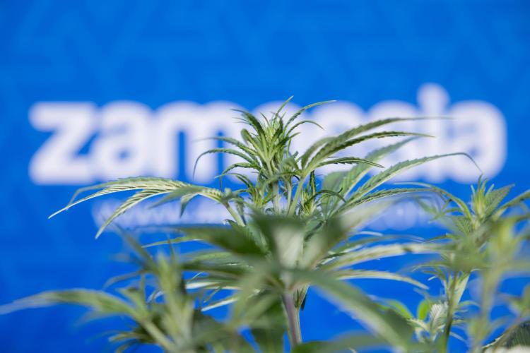 Monster Dwarf II Auto - Zamnesia x B&B. Week 4 - Monster Dwarf Automatic 2 - LST - Week 4/5 - Bloom