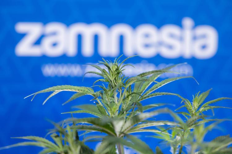 Monster Dwarf II Auto - Zamnesia x B&B. Week 4 - Monster Dwarf Automatic 2 - LST - Week 4/5 - Bloom