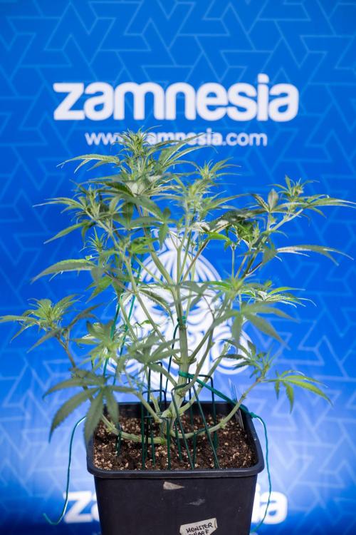 Monster Dwarf II Auto - Zamnesia x B&B. Week 4 - Monster Dwarf Automatic 2 - LST - Week 4/5 - Bloom