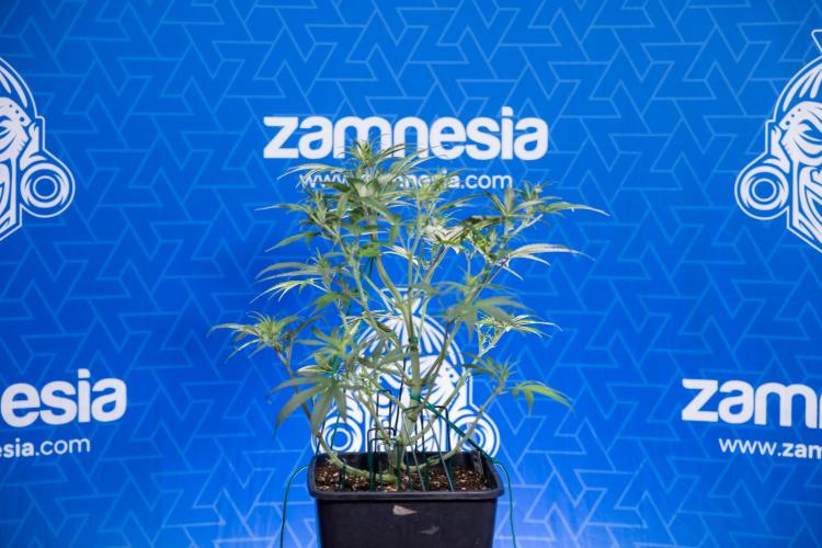 Monster Dwarf II Auto - Zamnesia x B&B. Week 4 - Monster Dwarf Automatic 2 - LST - Week 4/5 - Bloom