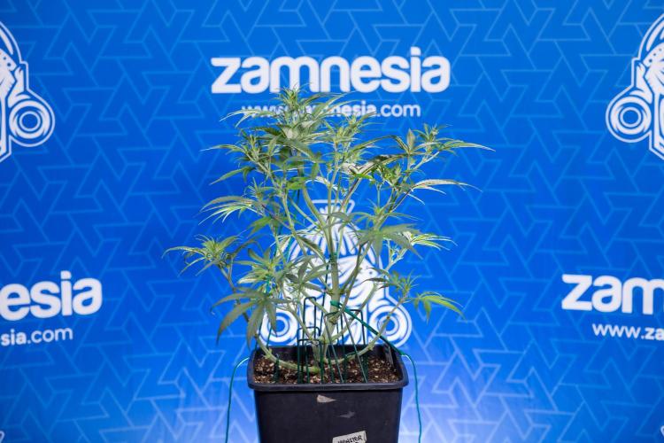 Monster Dwarf II Auto - Zamnesia x B&B. Week 4 - Monster Dwarf Automatic 2 - LST - Week 4/5 - Bloom