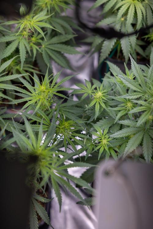 Monster Dwarf II Auto - Zamnesia x B&B. Week 4 - All Zamnesia Autoflowering Crew